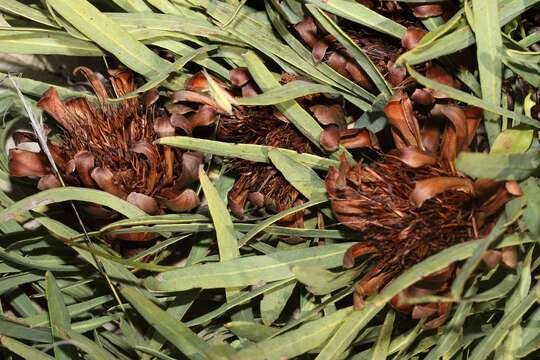 Image of Protea parvula Beard