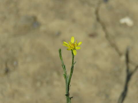 Image of roundleaf snakeweed