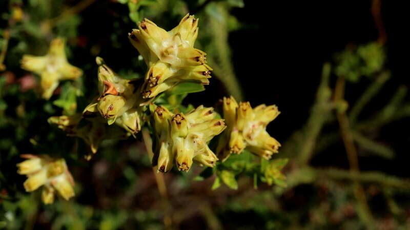 Penaea mucronata L.的圖片