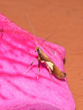 Image of Caloptilia stigmatella (Fabricius 1781)