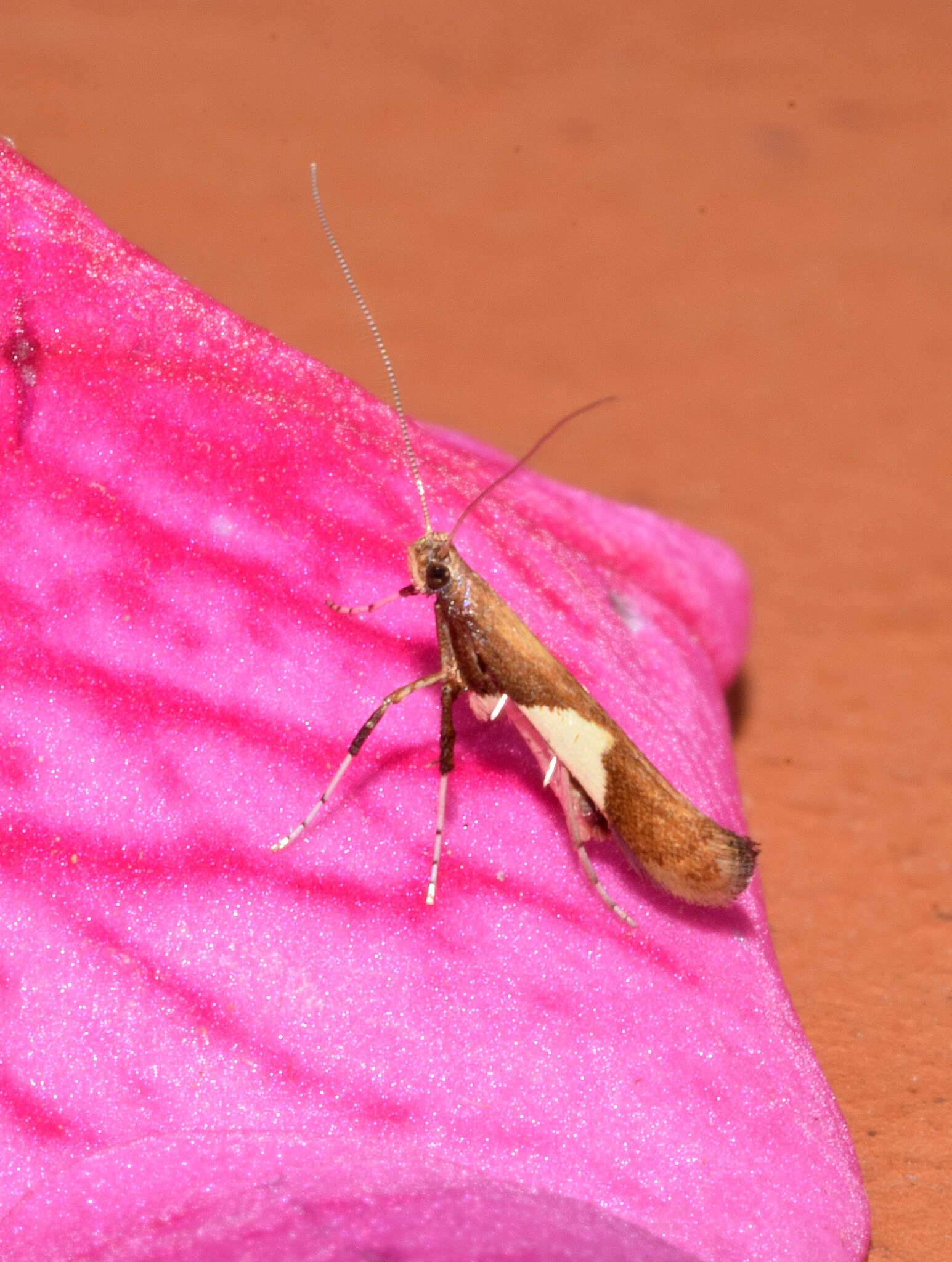 Imagem de Caloptilia stigmatella (Fabricius 1781)