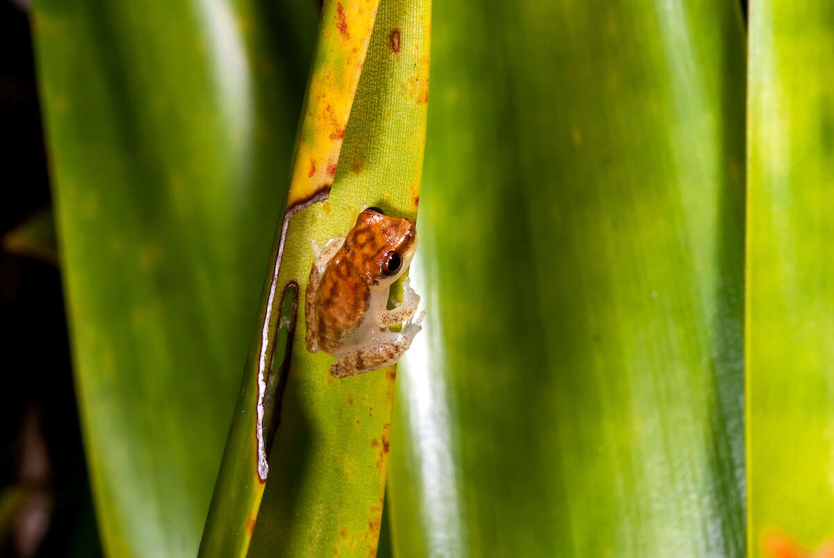 Image of Dendropsophus haddadi (Bastos & Pombal 1996)