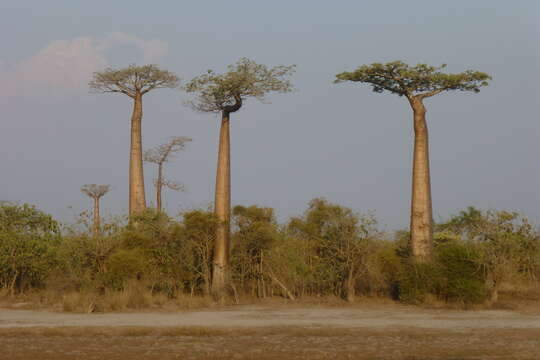 Image de Adansonia grandidieri Baill.