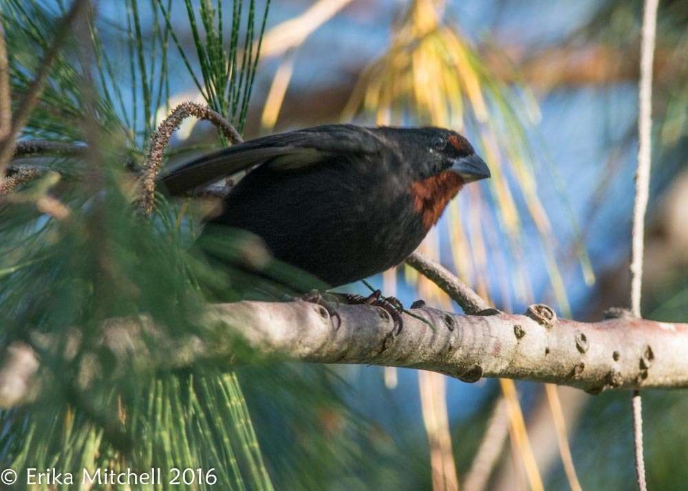 Image of Antillean bullfinches