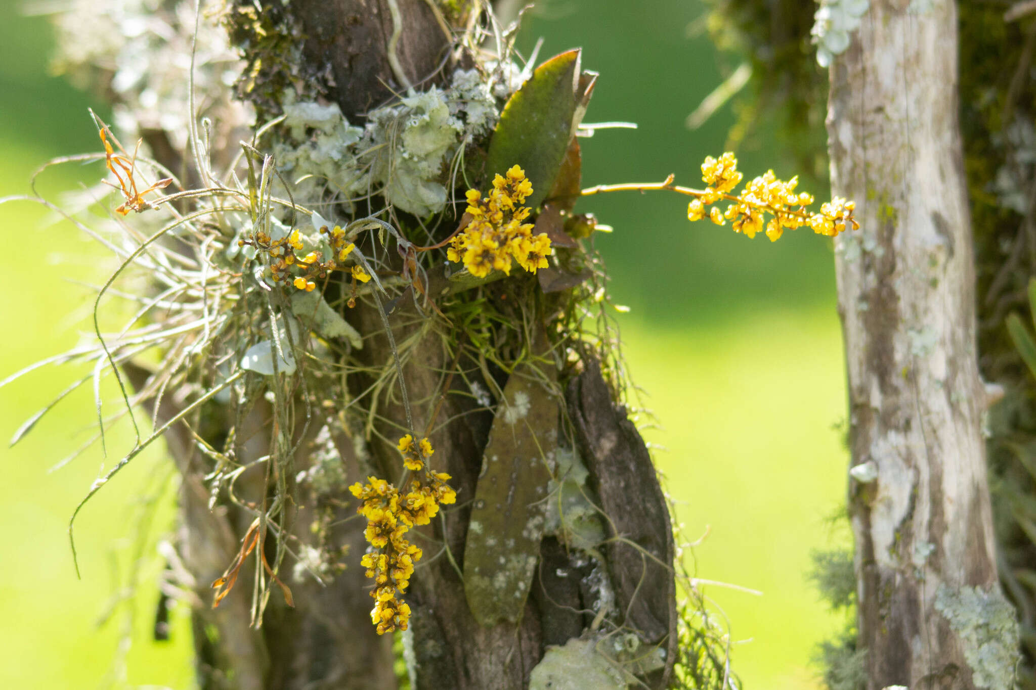 Image de Trichocentrum pumilum (Lindl.) M. W. Chase & N. H. Williams