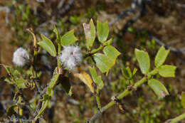 Image of Larrea cuneifolia Cav.