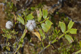 Image de Larrea cuneifolia Cav.