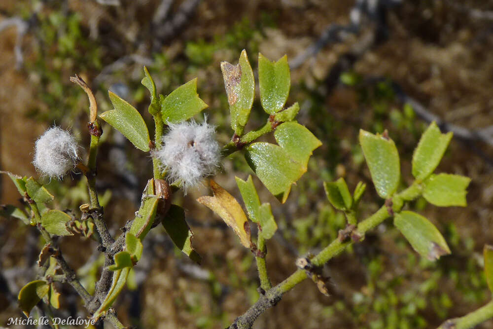 Image of Larrea cuneifolia Cav.