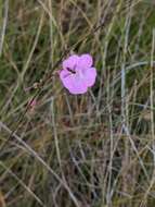 Image of Scale-Leaf False Foxglove