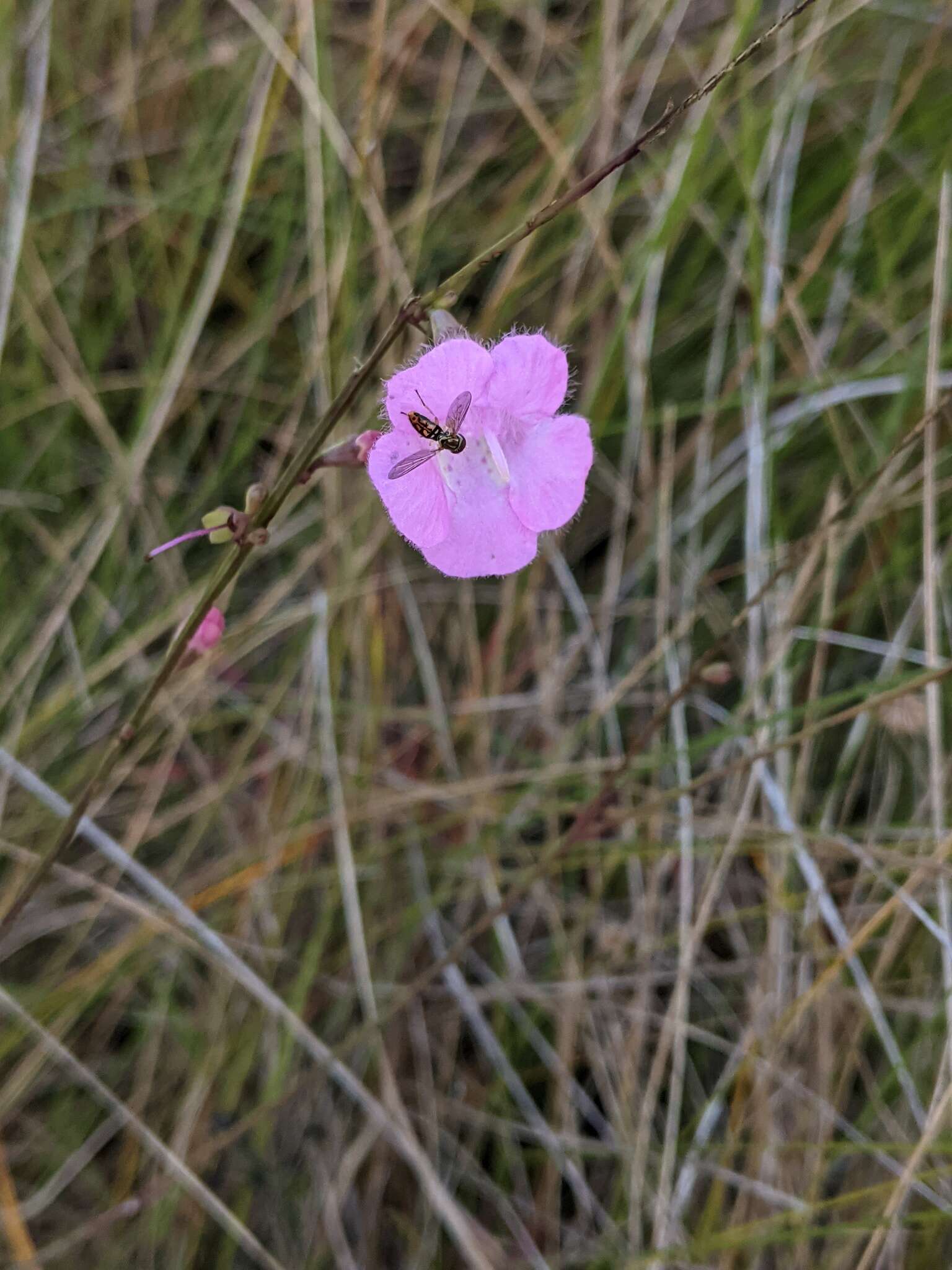 Image of Scale-Leaf False Foxglove