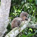 Image of Andean Titi Monkey