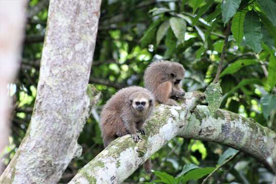 Image of Andean Titi Monkey