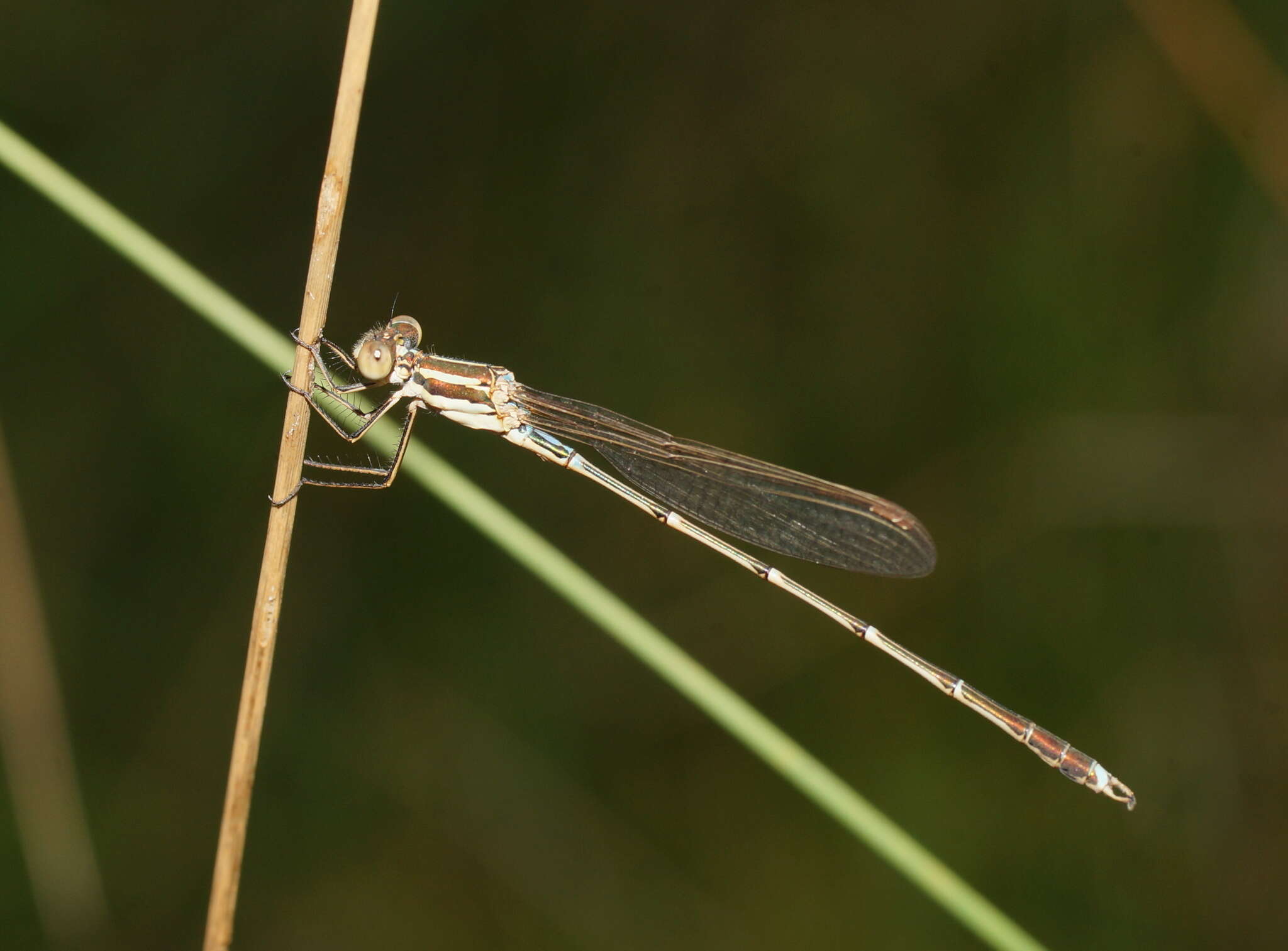 Image of Austrolestes analis (Rambur 1842)