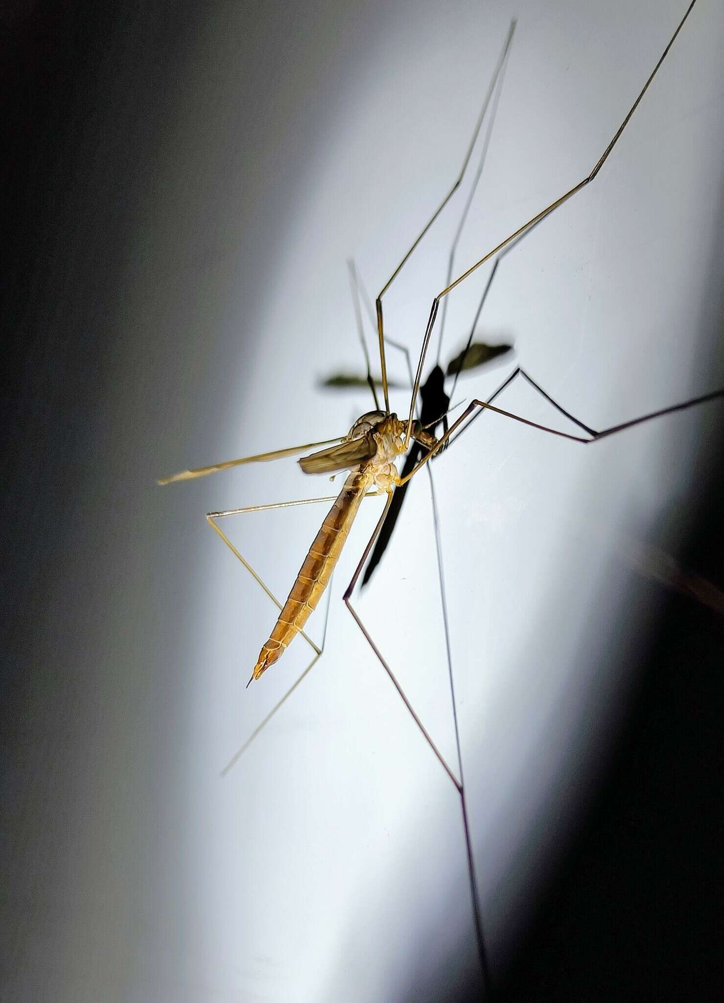 Tipula (Acutipula) fulvipennis De Geer 1776 resmi