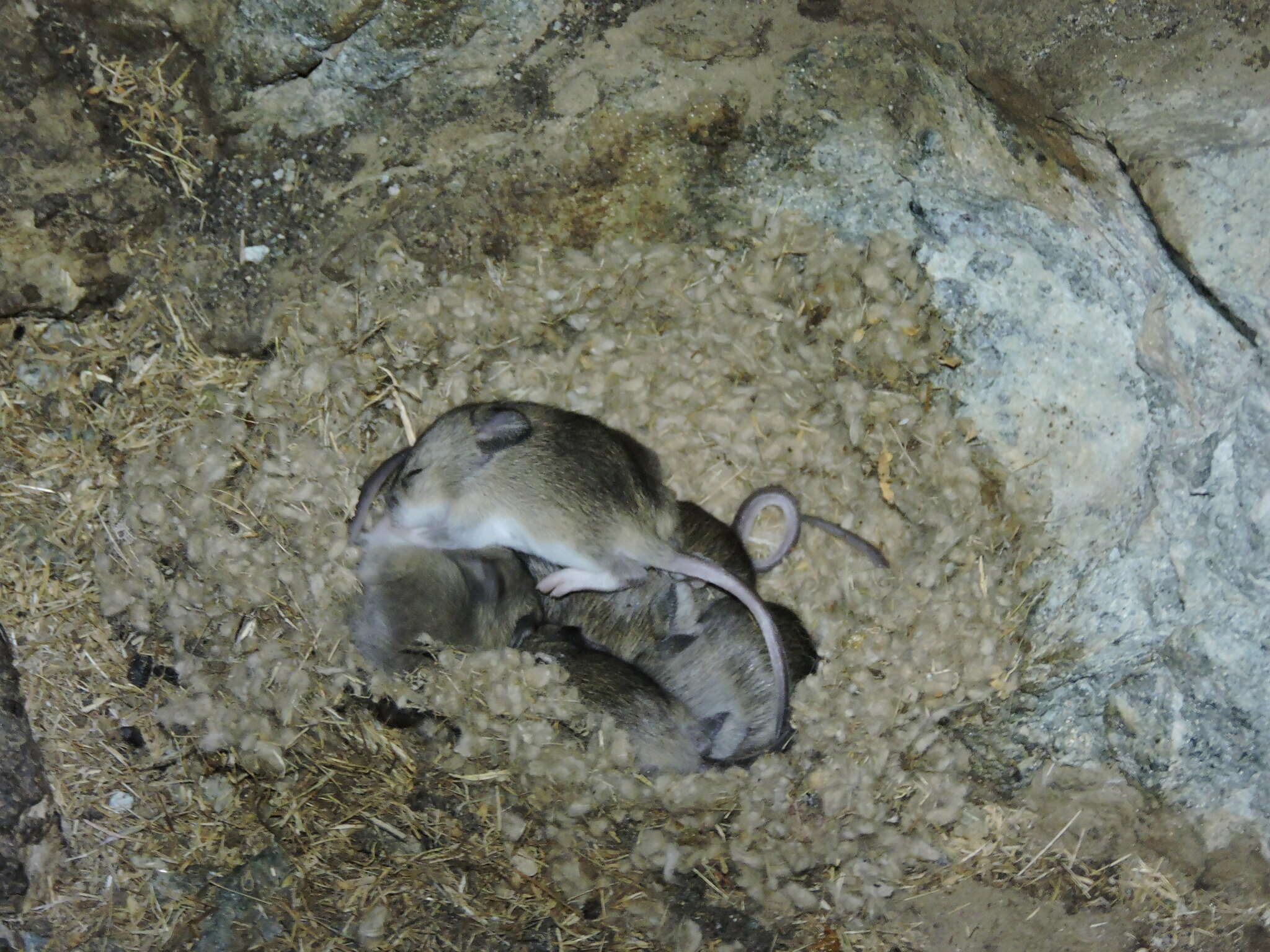 Image of Darwin's Leaf-eared Mouse