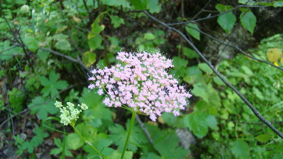 Image of Pimpinella rhodantha Boiss.