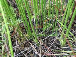 Image of southern bog clubmoss