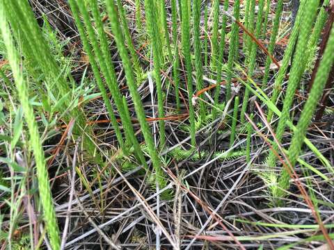 Image of southern bog clubmoss