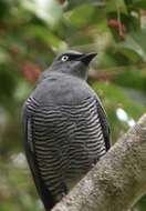 Image of Barred Cuckoo-shrike