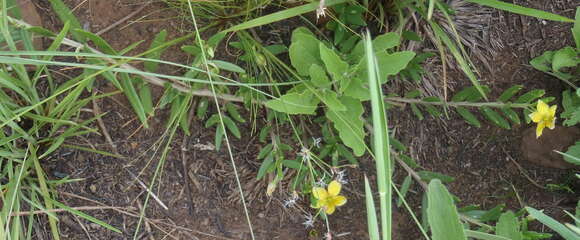 Image of Porcupine-root