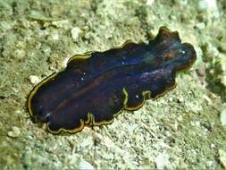 Image of red-rim flatworm