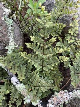 Plancia ëd Oeosporangium viride var. glauca (Sim)