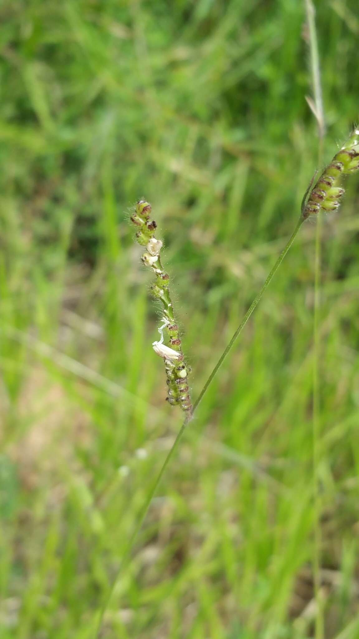 Image of Common signal grass