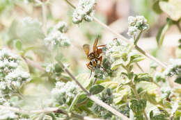 Image of Great Golden Digger Wasp