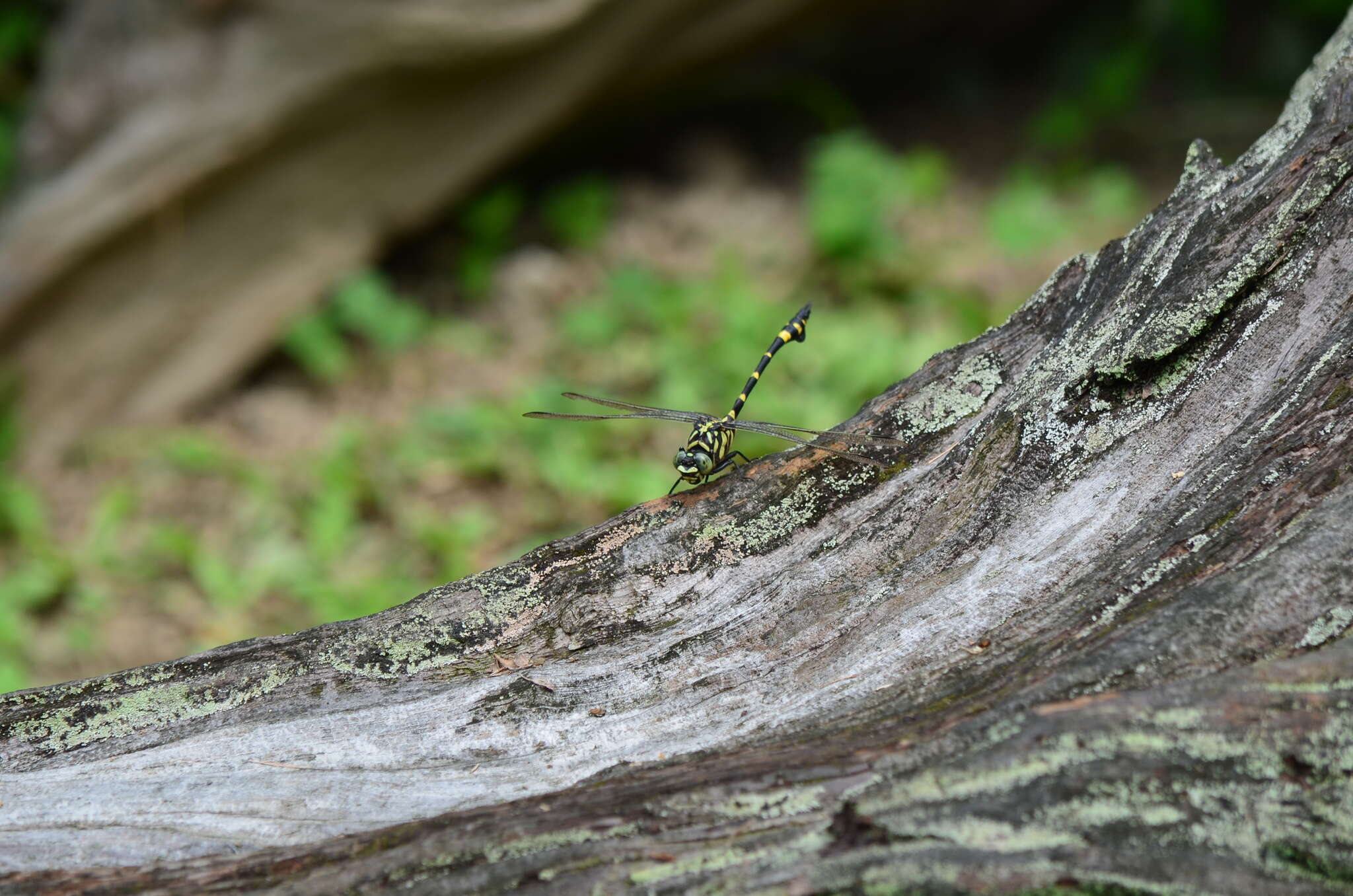 صورة Ictinogomphus rapax (Rambur 1842)