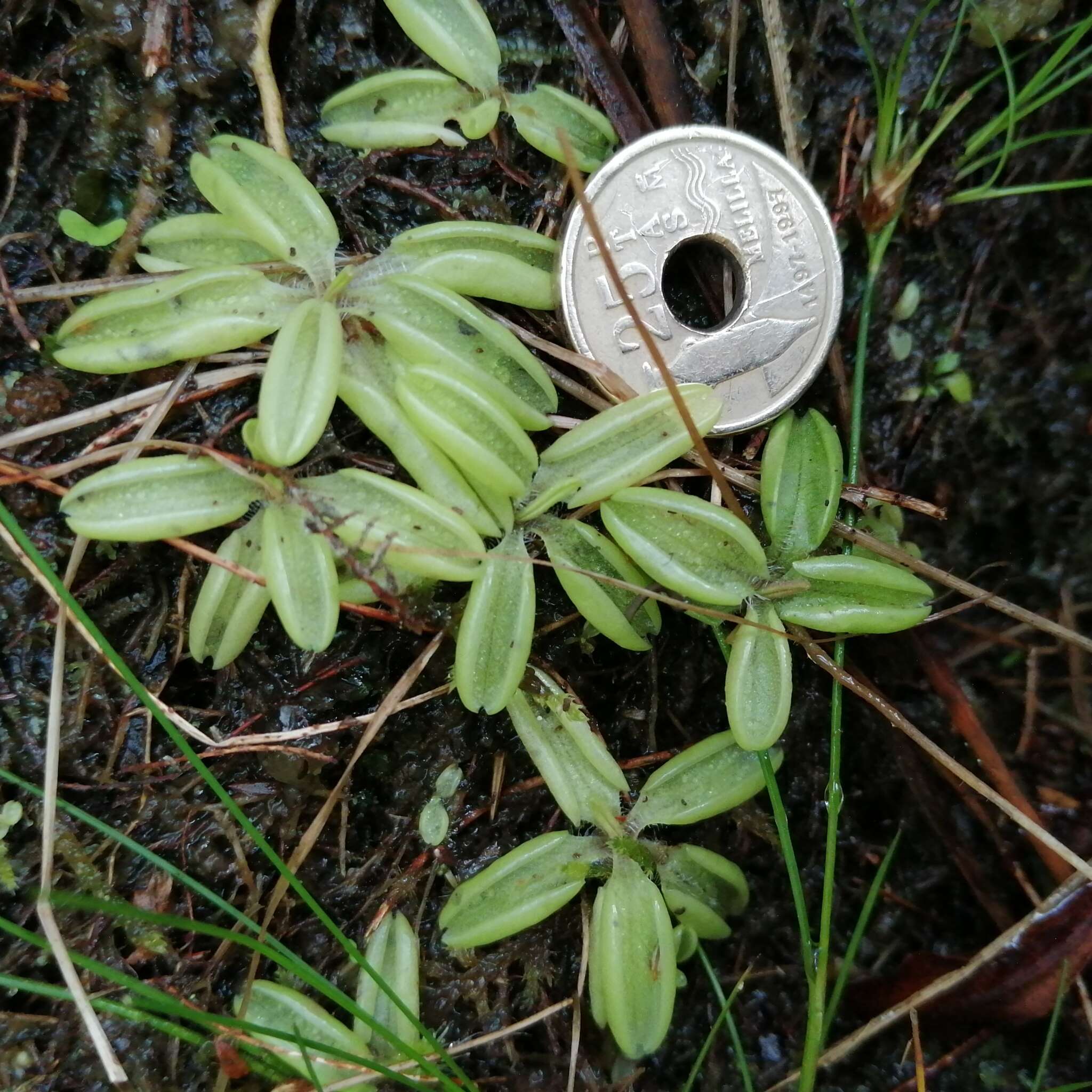 Image of Pinguicula lusitanica L.