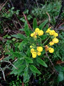 Image of Calceolaria integrifolia Murr.