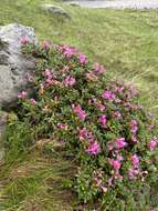 صورة Rhododendron myrtifolium Schott & Kotschy