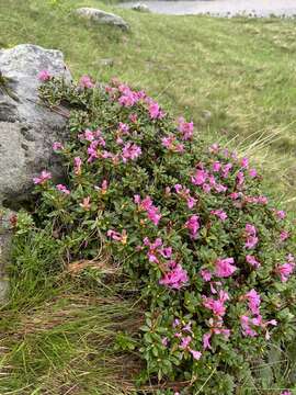 صورة Rhododendron myrtifolium Schott & Kotschy