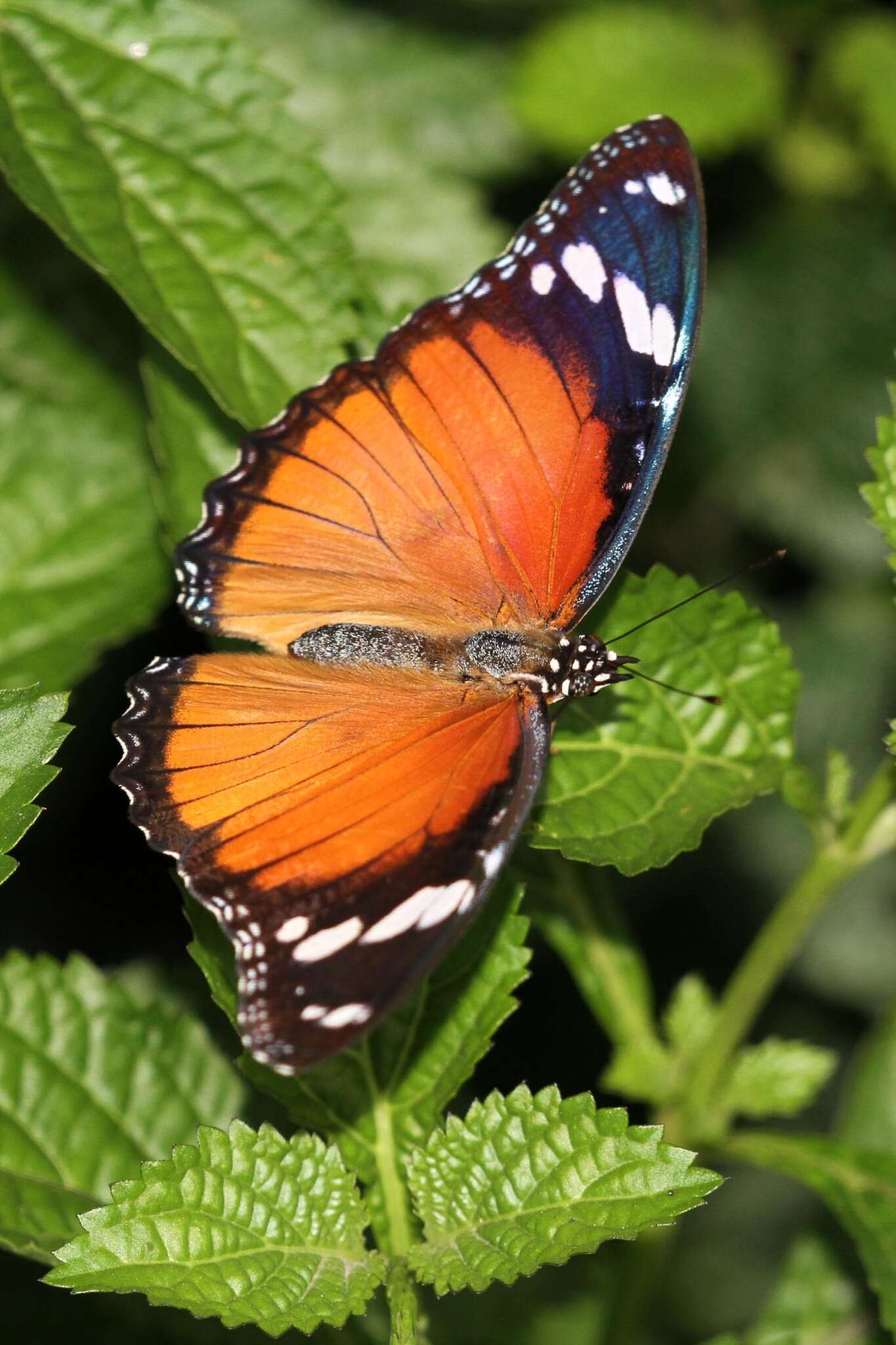 Image of False Plain Tiger