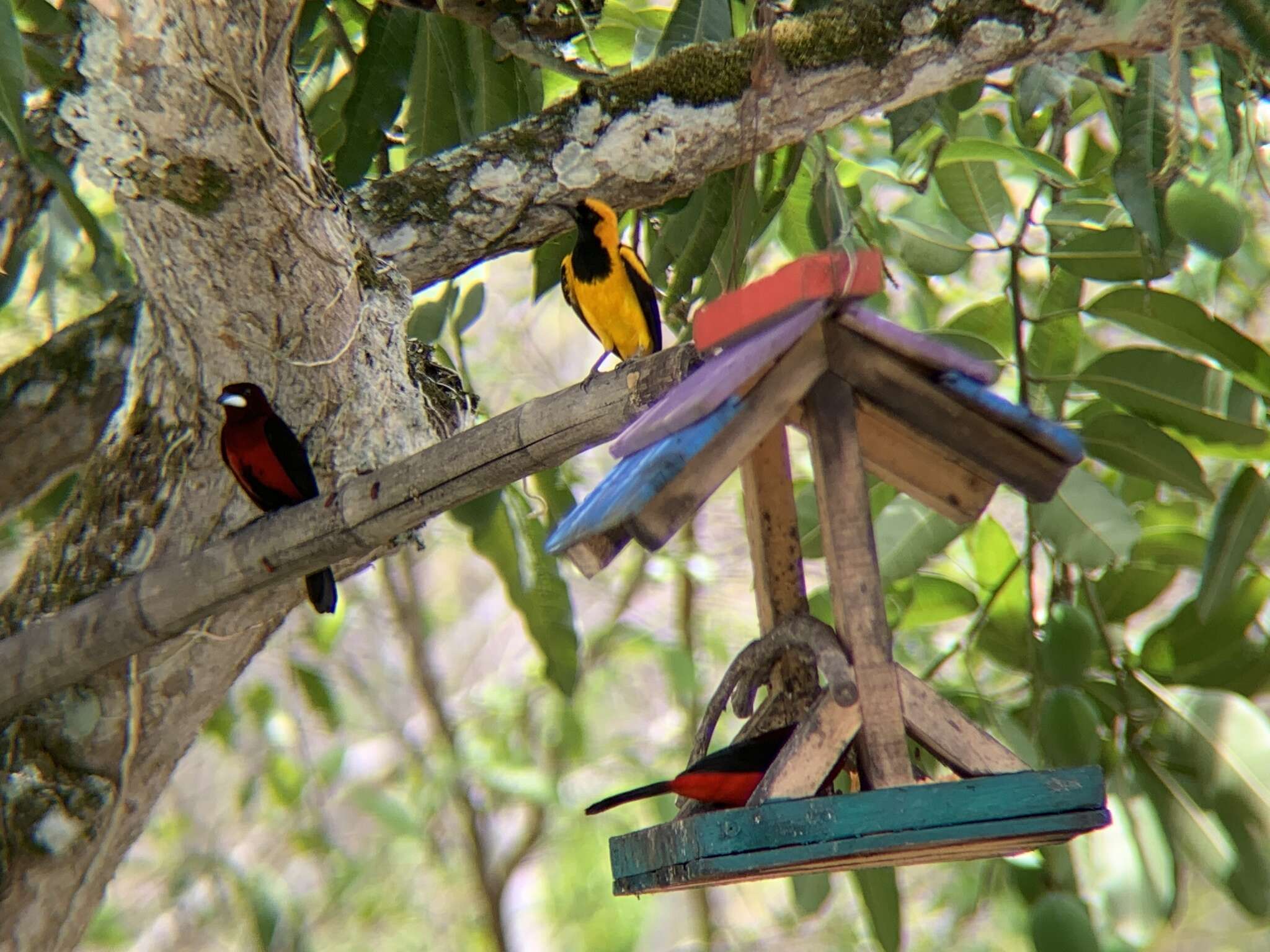 Image of Orange-crowned Oriole