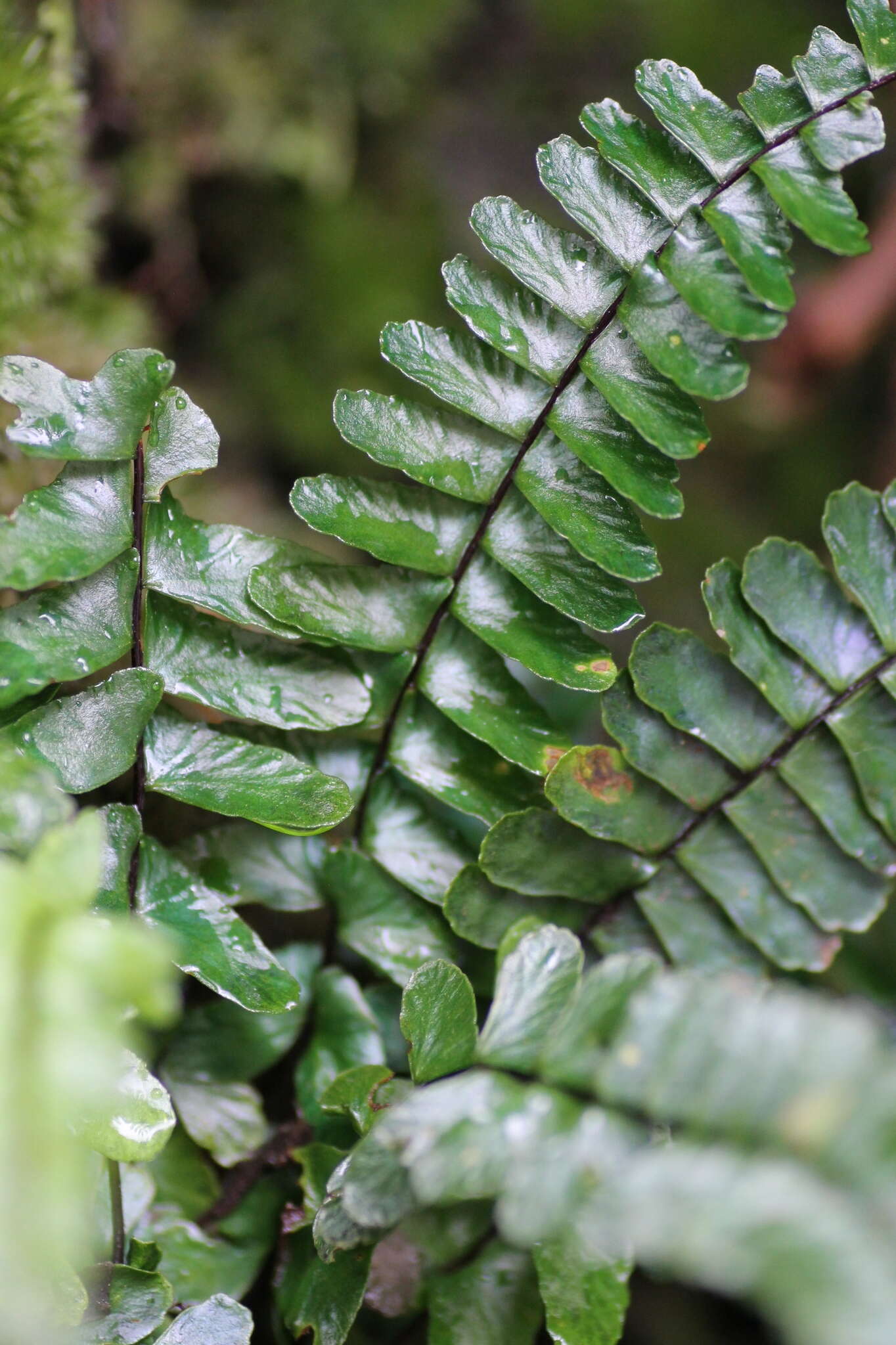 Image de Asplenium normale D. Don