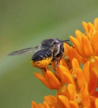 Megachile mendica Cresson 1878 resmi