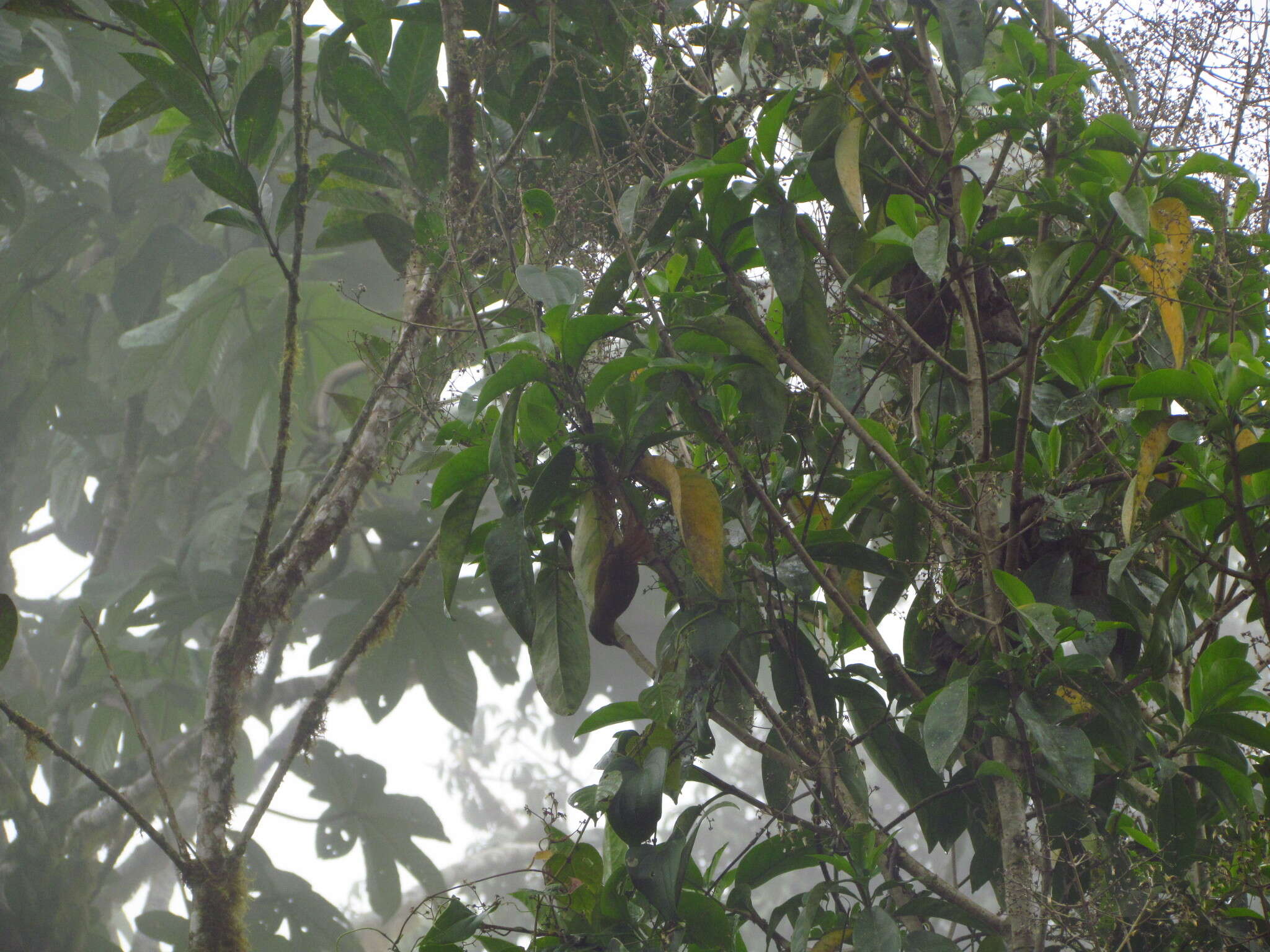 Image of Montane Foliage-gleaner