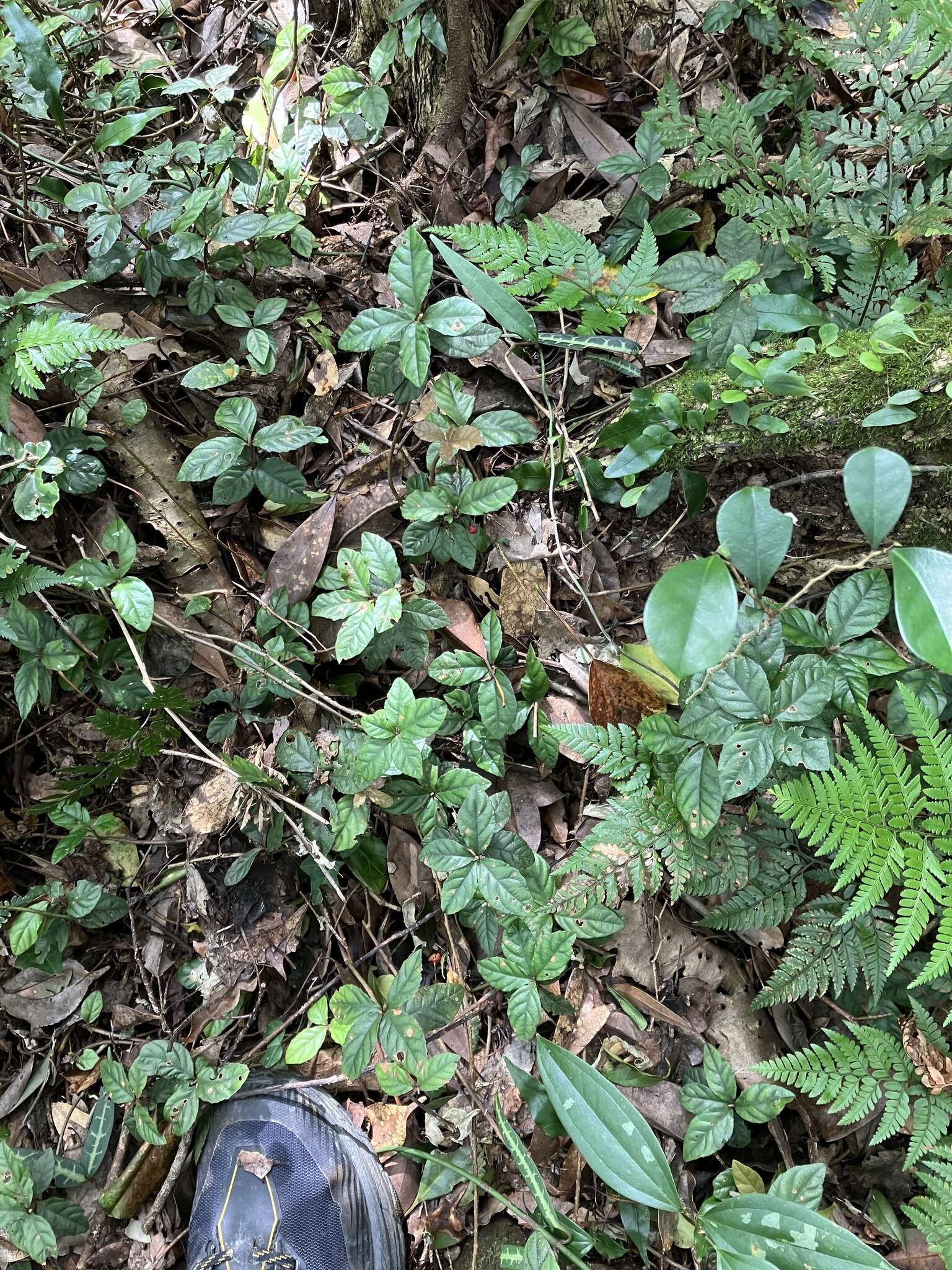 Image of Ardisia pusilla A. DC.