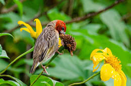 Image of Red-headed Quelea