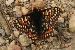 Image de Euphydryas editha (Boisduval 1852)