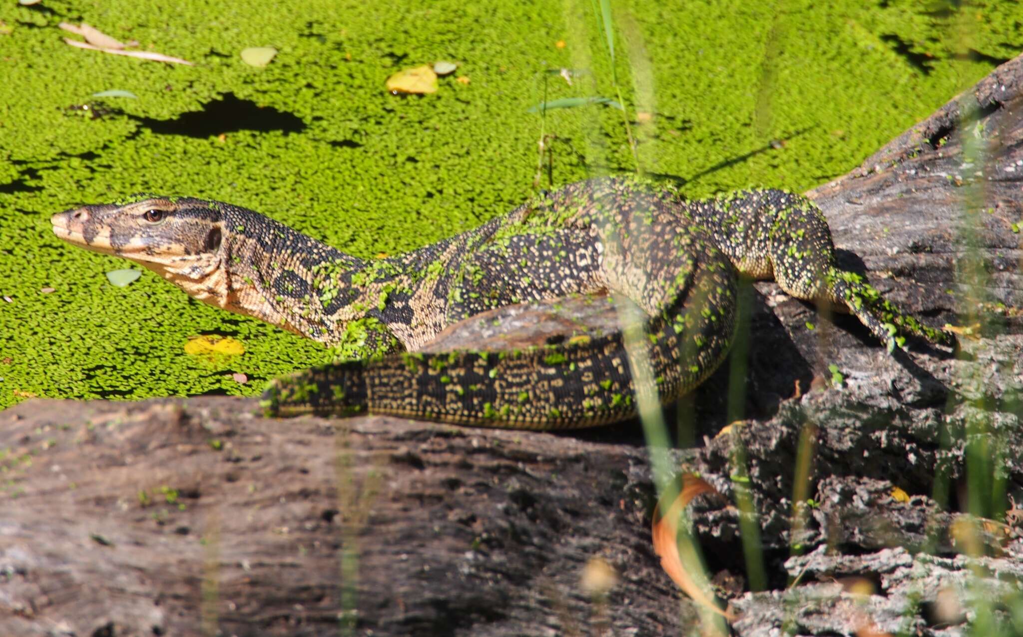 Image of Varanus salvator macromaculatus Deraniyagala 1944