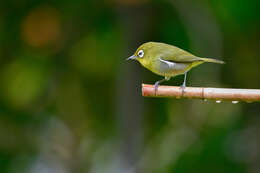 Image of Green-backed White-eye