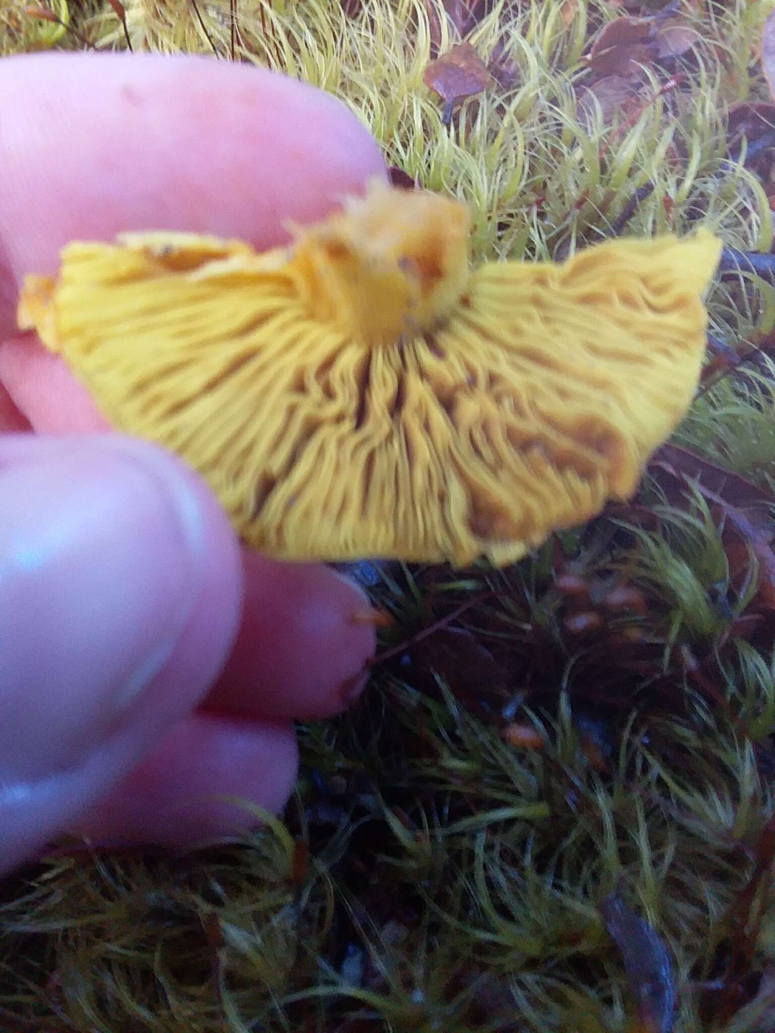 Image of Cortinarius canarius (E. Horak) Gasparini 2014