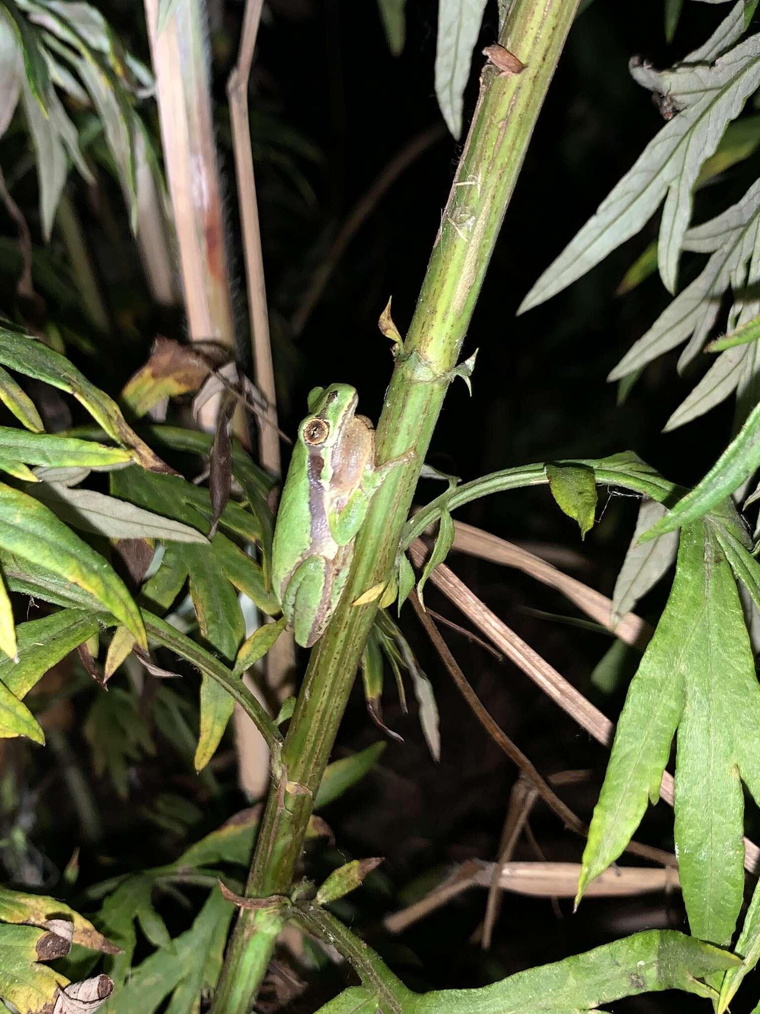 Image of Suweon treefrog