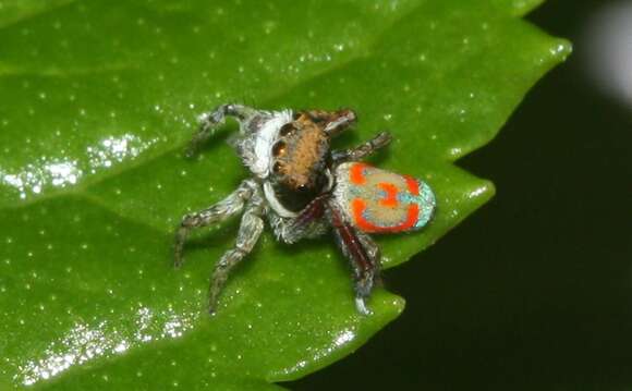 Image of Peacock spider