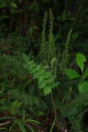 Image of hairy flowering fern