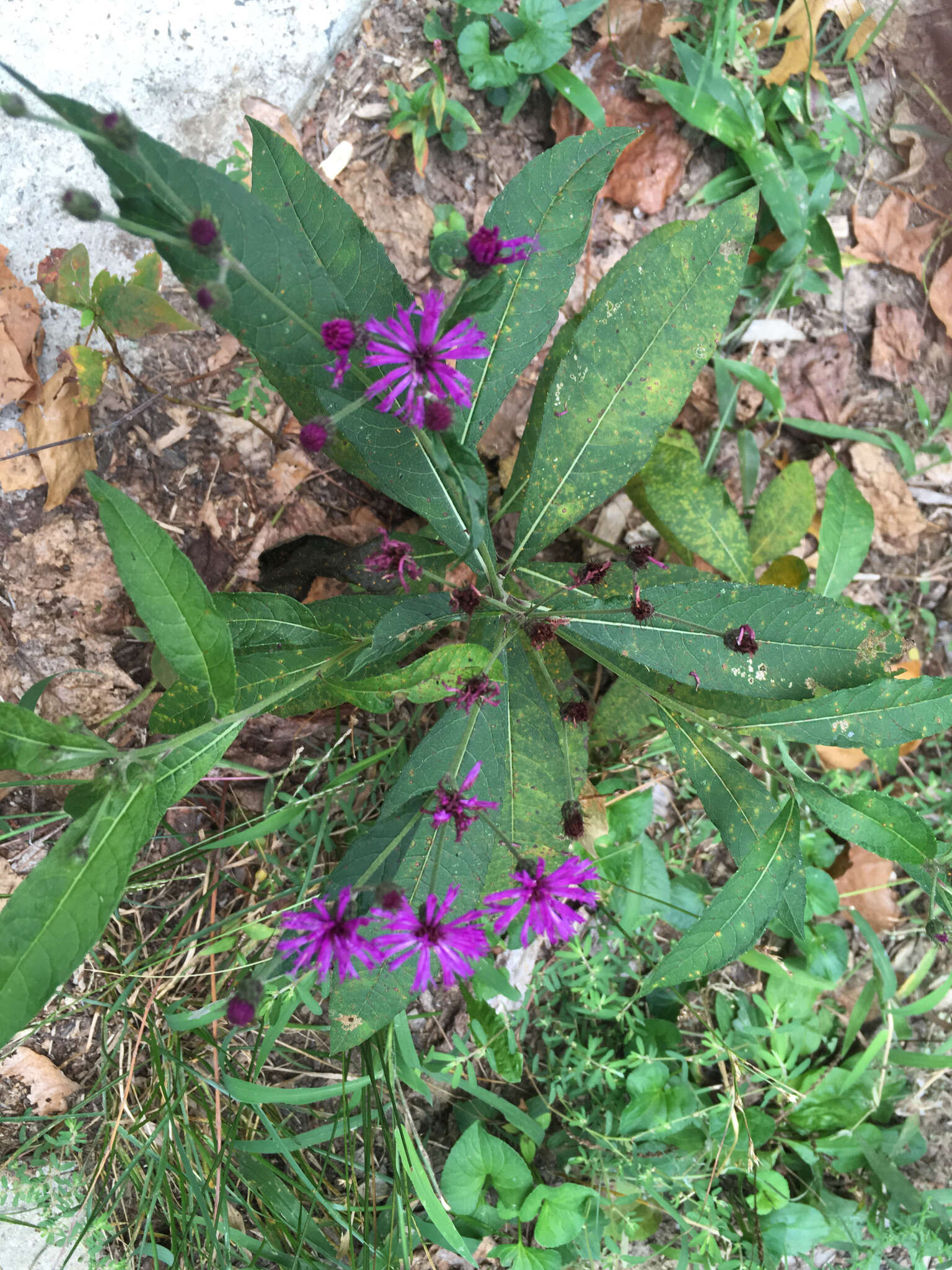 Image of New York ironweed