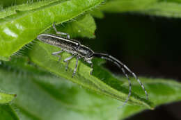 Image of Agapanthia cardui (Linné 1767)