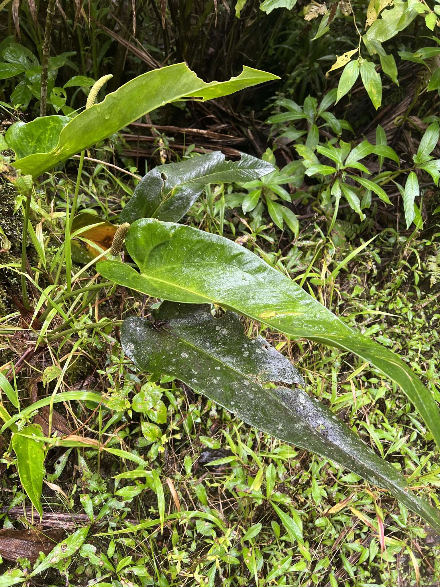 Image of Lengua-de-Vaca